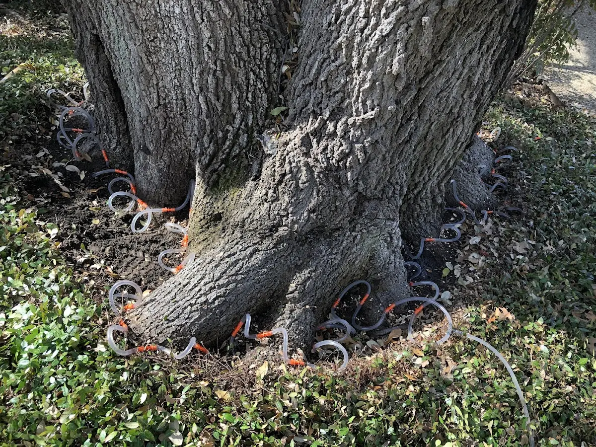 Detailed Tree Cabling and Bracing job site in Mc Caulley
