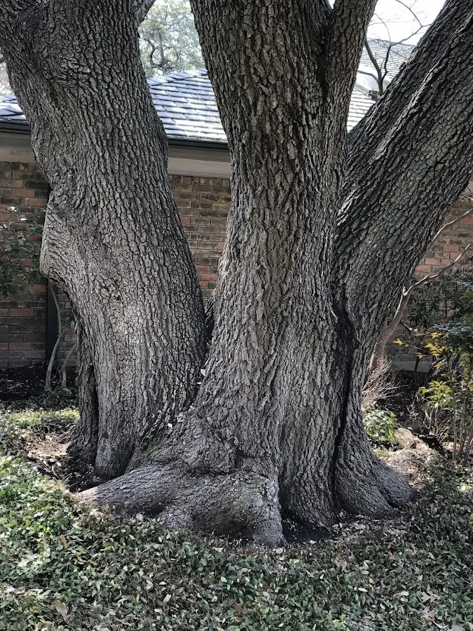 Mature heritage tree close to a Mc Caulley property cared for by certified arborists